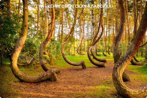 КЁНИГСБЕРГСКАЯ КЛАССИКА