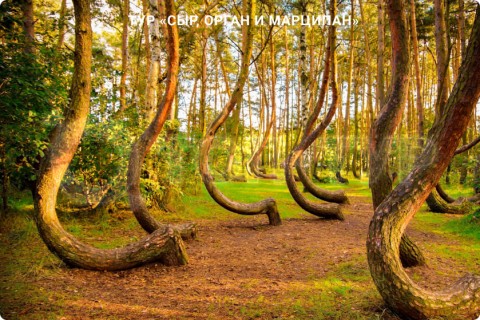 СЫР, ОРГАН И МАРЦИПАН. ФАБРИКА ШОКОЛАДА И КАЛИНИНГРАД