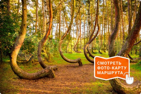 ЗНАКОМСТВО С ЯНТАРНЫМ КРАЕМ