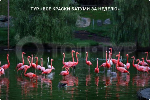 ВСЕ КРАСКИ БАТУМИ ЗА НЕДЕЛЮ. ПУТЕШЕСТВИЕ ПО ГОРОДАМ ГРУЗИИ